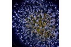 Image Regenerative properties of Hydractinia symbiolongicarpus